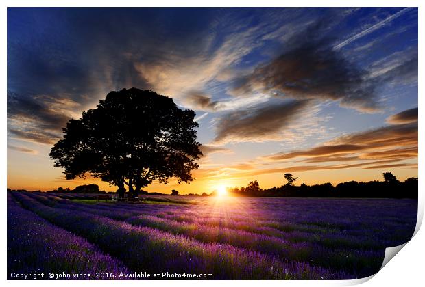 Summer Lavender  Print by john vince