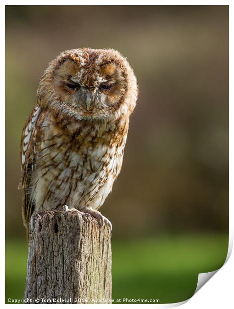 Tawny Owl Print by Tom Dolezal