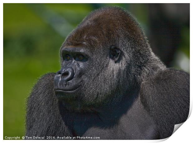 Silverback gorilla Print by Tom Dolezal