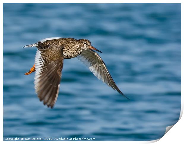 Redshank in flight Print by Tom Dolezal