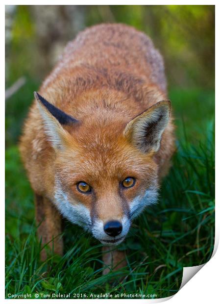 Fox eyes Print by Tom Dolezal