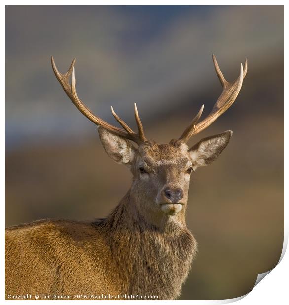 Highland Red deer Stag portrait Print by Tom Dolezal