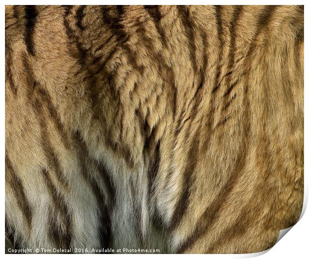 Sumatran tiger fur Print by Tom Dolezal