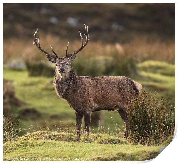 Highland Red deer Stag profile Print by Tom Dolezal