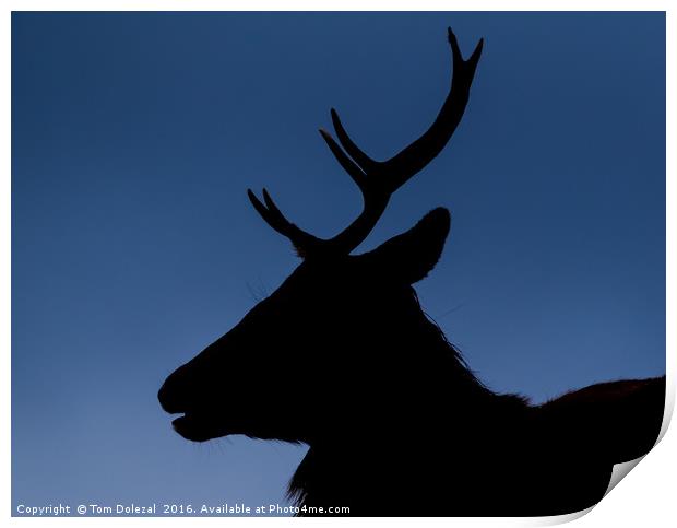 Highland stag silhouette Print by Tom Dolezal
