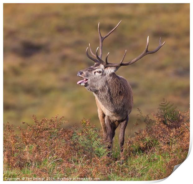 Roaring Highland stag Print by Tom Dolezal