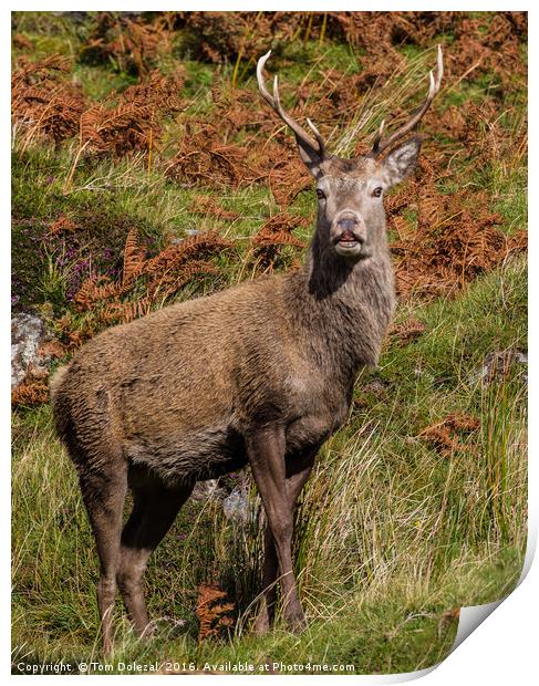 Highland red deer stag. Print by Tom Dolezal