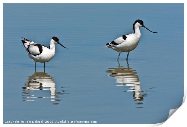 Wading Avocet reflections Print by Tom Dolezal