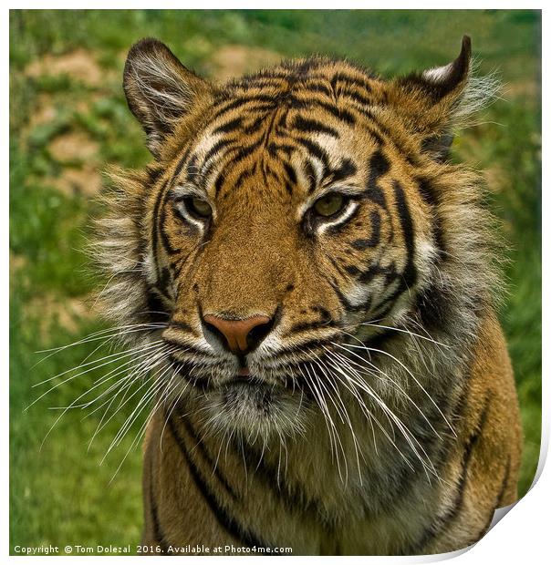 Amur tiger portrait Print by Tom Dolezal