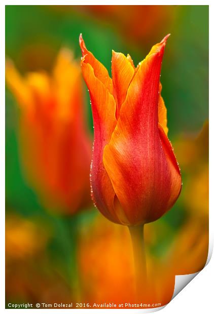 Tulip dew Print by Tom Dolezal