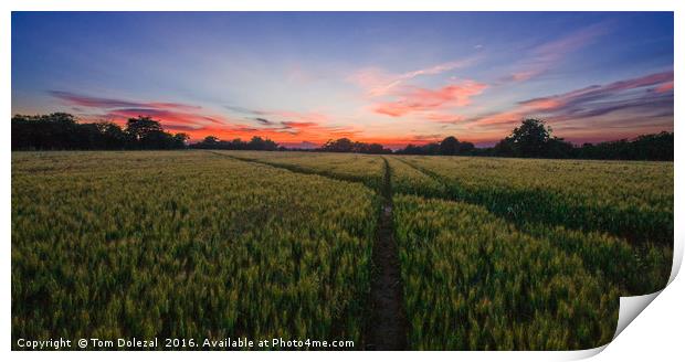 Cornfield sunset Print by Tom Dolezal