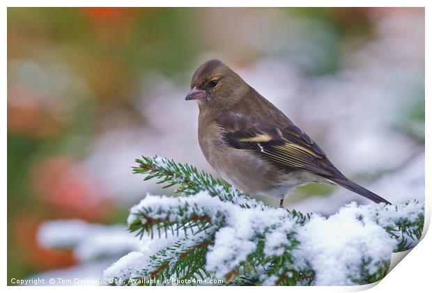 Female Chaffinch in the snow Print by Tom Dolezal