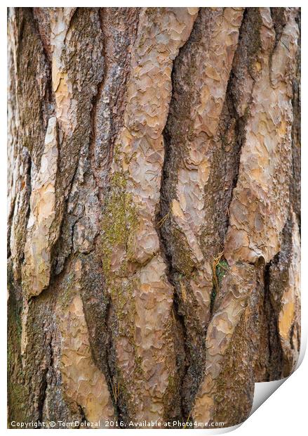 Tree bark Print by Tom Dolezal