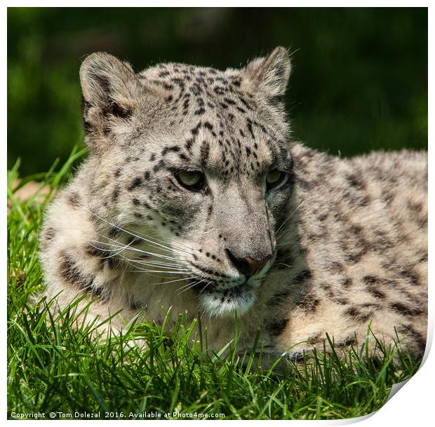 Curious Snow Leopard Print by Tom Dolezal