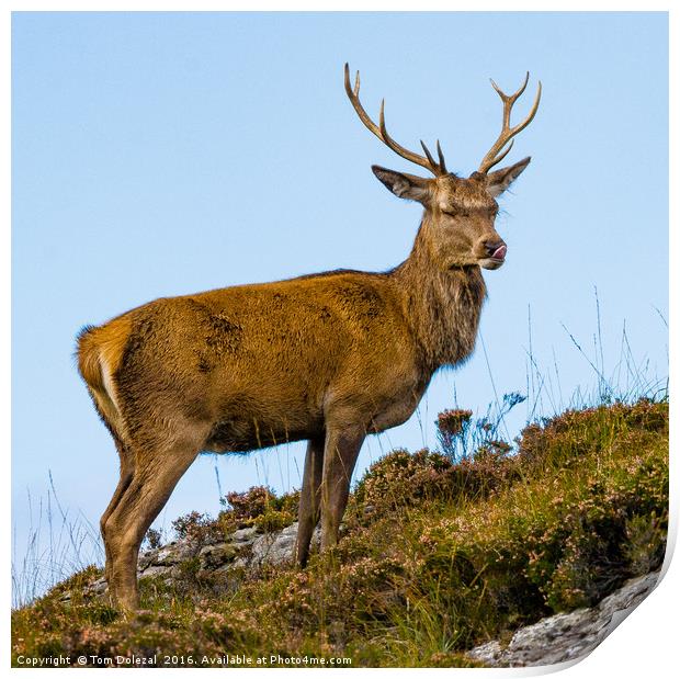 Relaxed Highland Stag  Print by Tom Dolezal