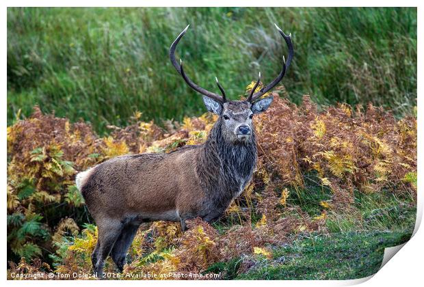 Red Deer Stag portrait Print by Tom Dolezal