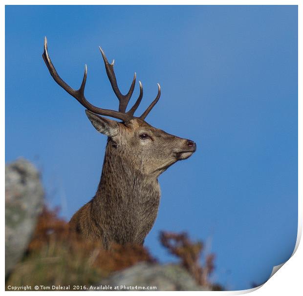 Red deer stag profile Print by Tom Dolezal