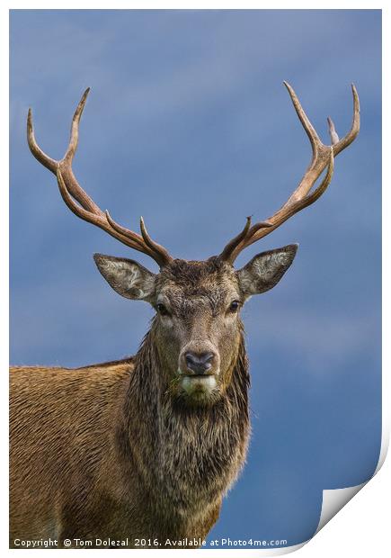 Red Deer Stag portrait Print by Tom Dolezal