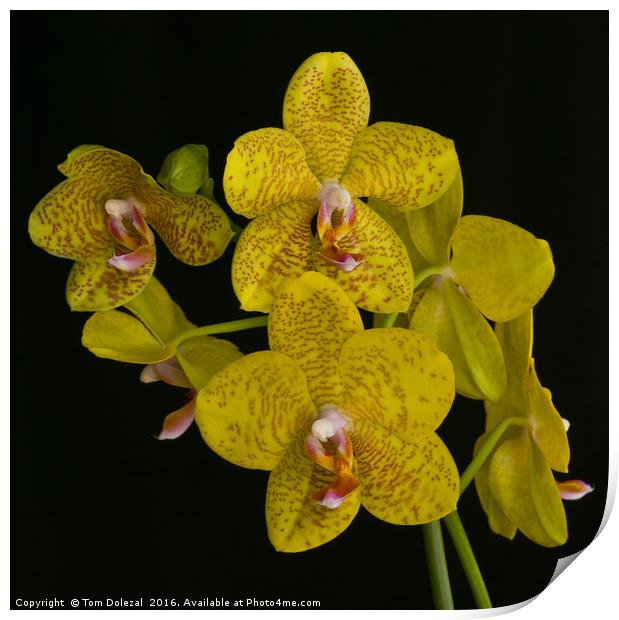 Yellow phalaenopsis orchid Print by Tom Dolezal