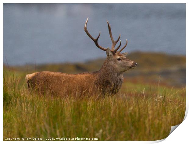 Highland red stag profile Print by Tom Dolezal