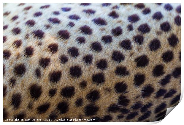 Leopard abstract Print by Tom Dolezal