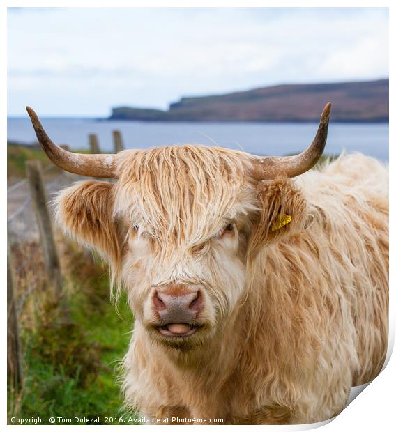 Cheeky Highland cow Print by Tom Dolezal