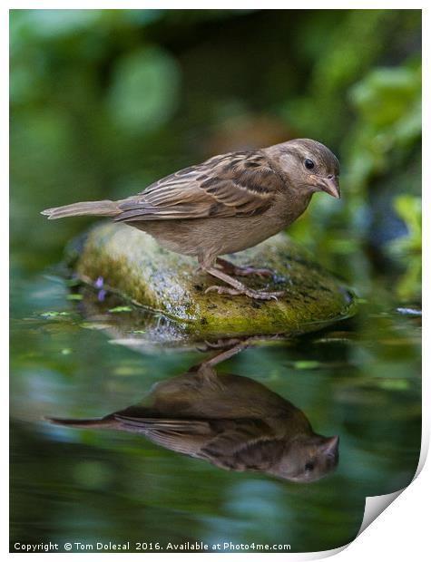 Sparrow reflection Print by Tom Dolezal