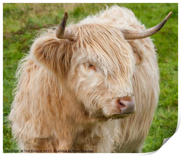 Highland cow close up Print by Tom Dolezal