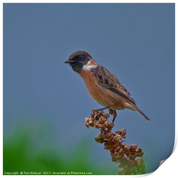 Inquisitive Stonechat Print by Tom Dolezal
