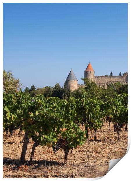 Carcassonne vineyard Print by Jeanette Teare
