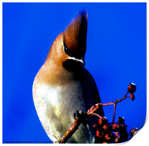 Waxwing In The Winter Sun Print by Paul Welsh