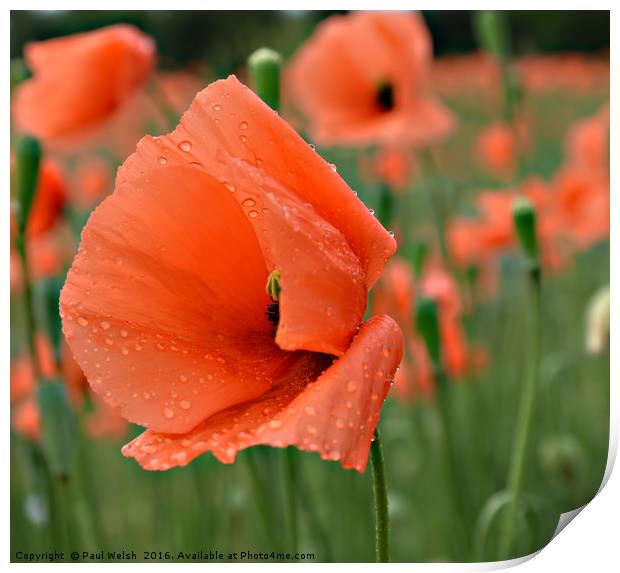 Poppy With Water Droplets Print by Paul Welsh