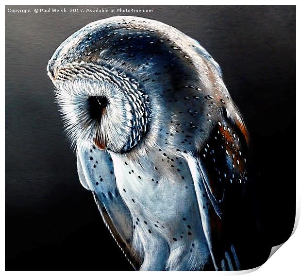 Barn Owl Print by Paul Welsh