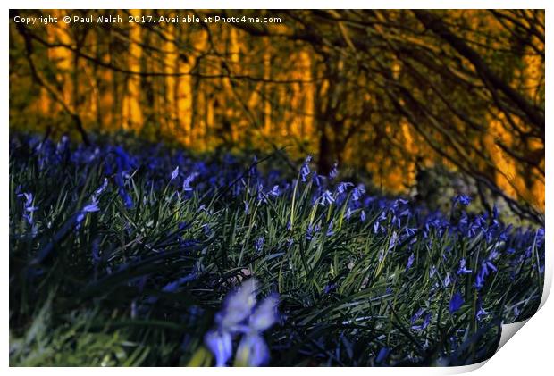 Bluebells Print by Paul Welsh