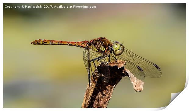 Common Hawker Dragonfly  Print by Paul Welsh