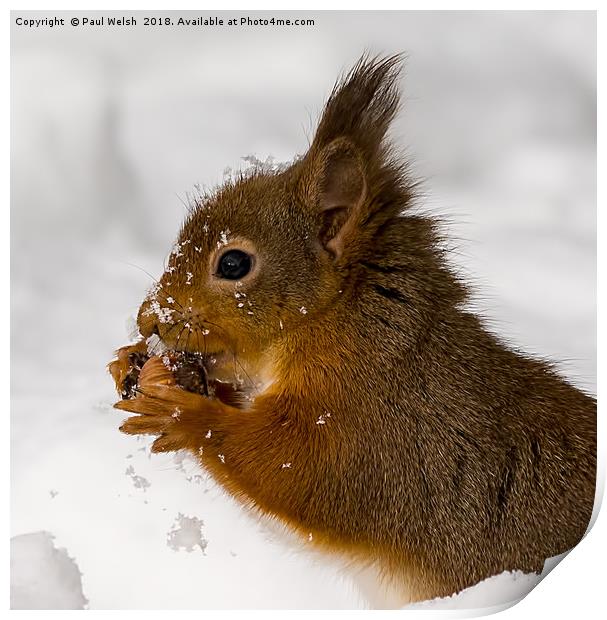 Red Squirrel Freeze Burn Nooooo! Print by Paul Welsh