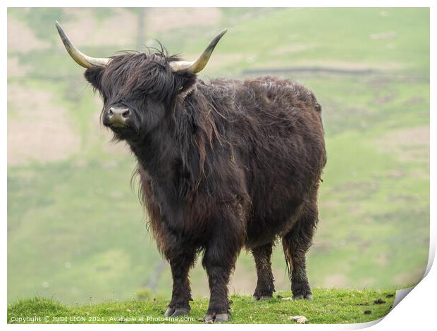 Black Highland Cow Print by JUDI LION