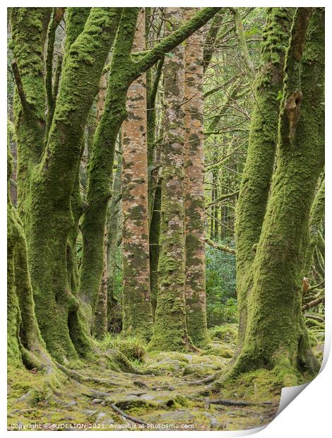 Moss covered trunks Print by JUDI LION