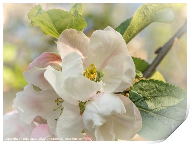 Apple Blossom Print by JUDI LION