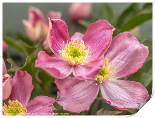 Pink Clematis Flowers Print by JUDI LION