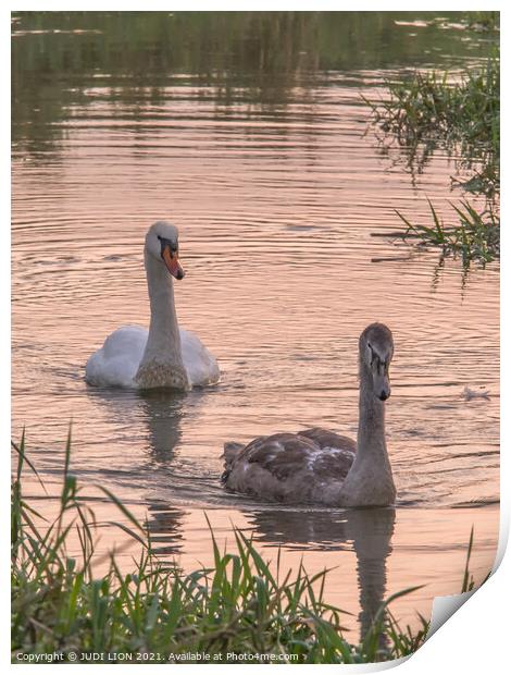 Swan and Cygnet at Sunset Print by JUDI LION