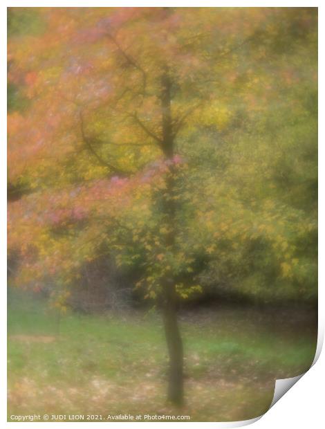 A single tree in autumn with red and yellow leaves Print by JUDI LION