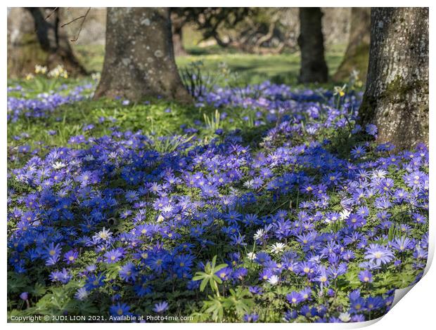 Anemone Blanda under trees Print by JUDI LION