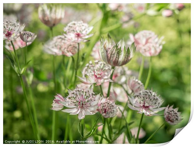 Pink and White Astrantia Print by JUDI LION