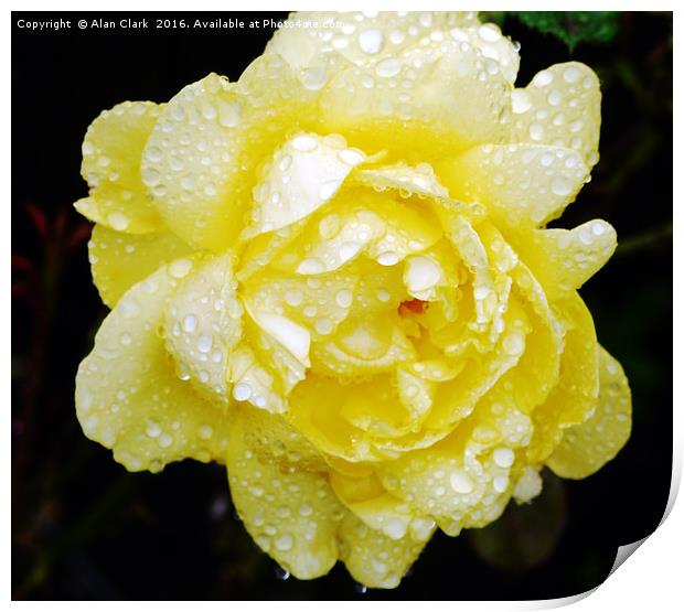 Yellow Rose Print by Alan Clark