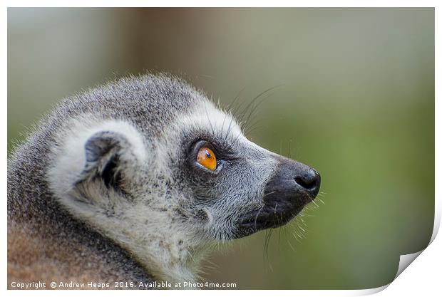 Ring Tailed Lemur Print by Andrew Heaps