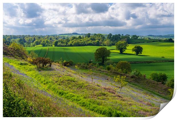 Bluebells by the path on Old Oswestry hill fort in Print by Steve Heap