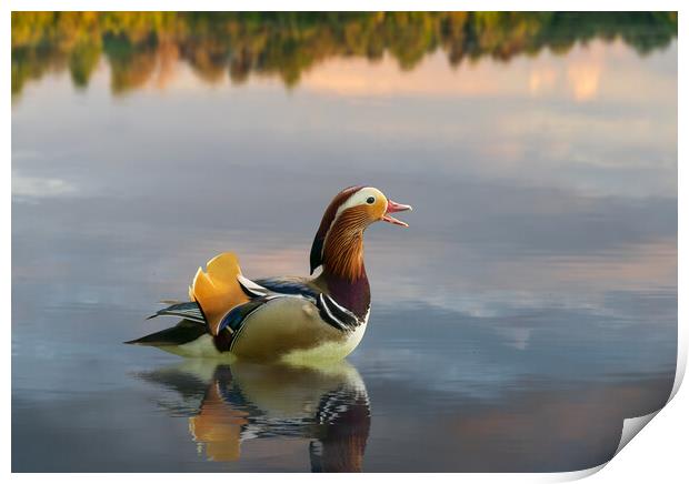 Mandarin duck floats on Ellesmere Mere to a clear reflection of  Print by Steve Heap