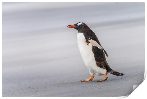 Single Gentoo penguin on Falklands walking to ocean Print by Steve Heap