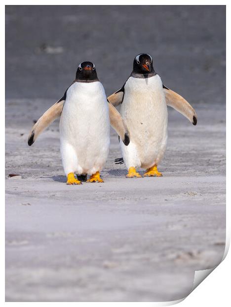 Two Gentoo penguins at Bluff Cove on Falklands walking to ocean Print by Steve Heap